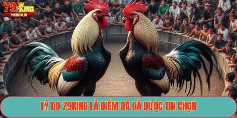 Lý do 79King là điểm đá gà được tin chọn
